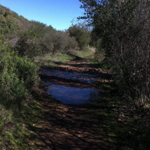 sycamore 50k race report
